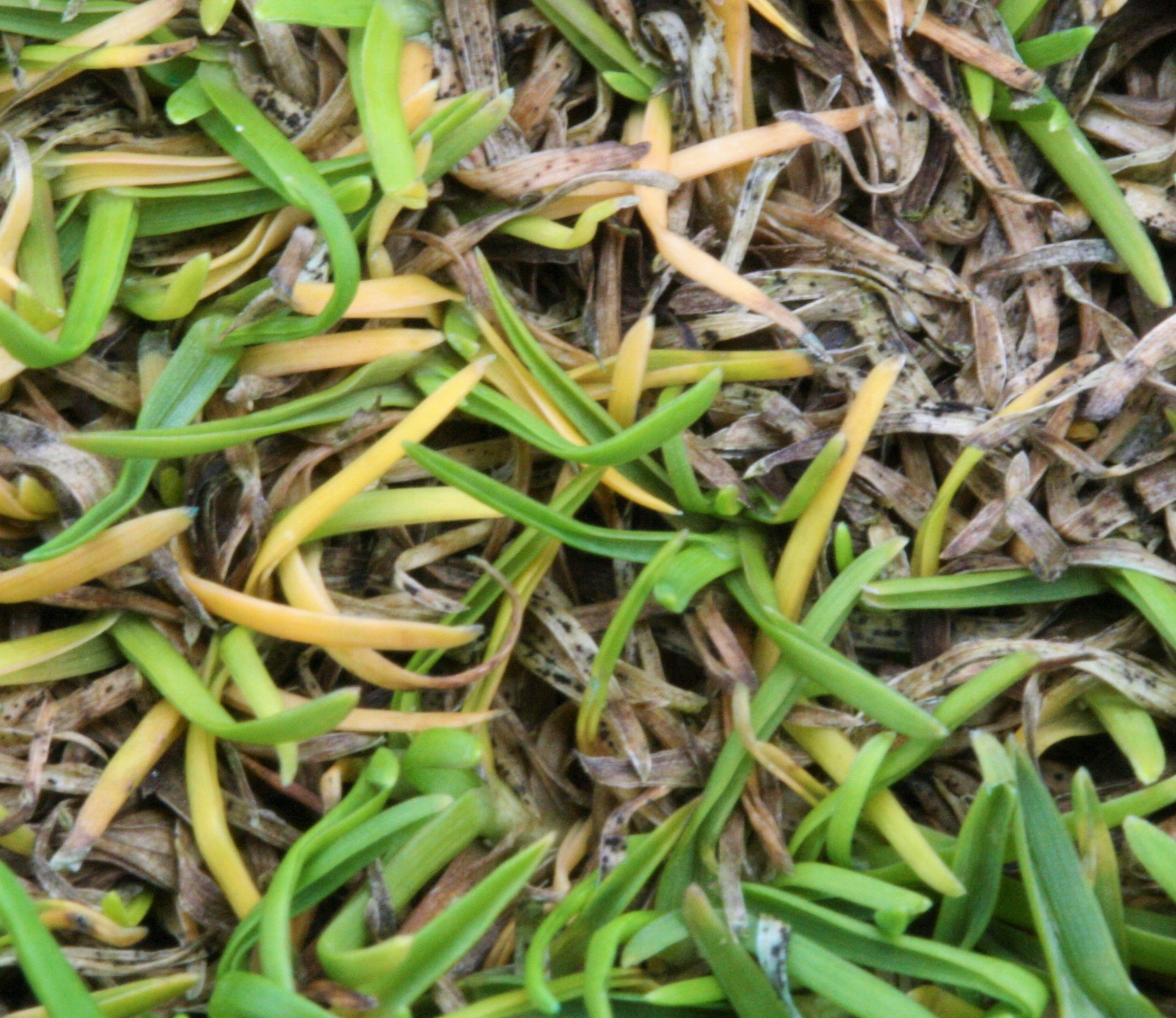 Anthracnose: Interactions with the disease triangle